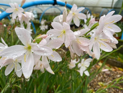 Schizostylis coccinea 'Pink Princess'